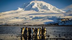 TOPSHOT - A handout photo taken on November 21, 2012 and released on October 8, 2024 by the Australian Antarctic Division shows a waddle of King penguins standing on the shores of Corinthian Bay in the Australian territory of Heard Island in the Southern Ocean. Australia's government moved on October 8, 2024 to protect a swathe of ocean territory by expanding an Antarctic marine park that is home to penguins, seals, whales and the country's only two active volcanos. (Photo by Matt CURNOCK / AUSTRALIAN ANTARCTIC DIVISION / AFP) / ----EDITORS NOTE ----RESTRICTED TO EDITORIAL USE MANDATORY CREDIT  - AFP PHOTO / MATT CURNOCK  / AUSTRALIAN ANTARCTIC DIVISION - NO MARKETING NO ADVERTISING CAMPAIGNS - DISTRIBUTED AS A SERVICE TO CLIENTS (Photo by MATT CURNOCK/AUSTRALIAN ANTARCTIC DIVISION/AFP via Getty Images)