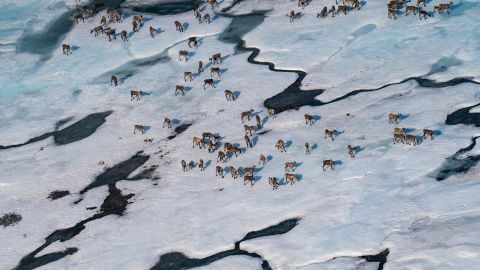 Caribou gather in the Arctic National Wildlife Refuge in Alaska in June.