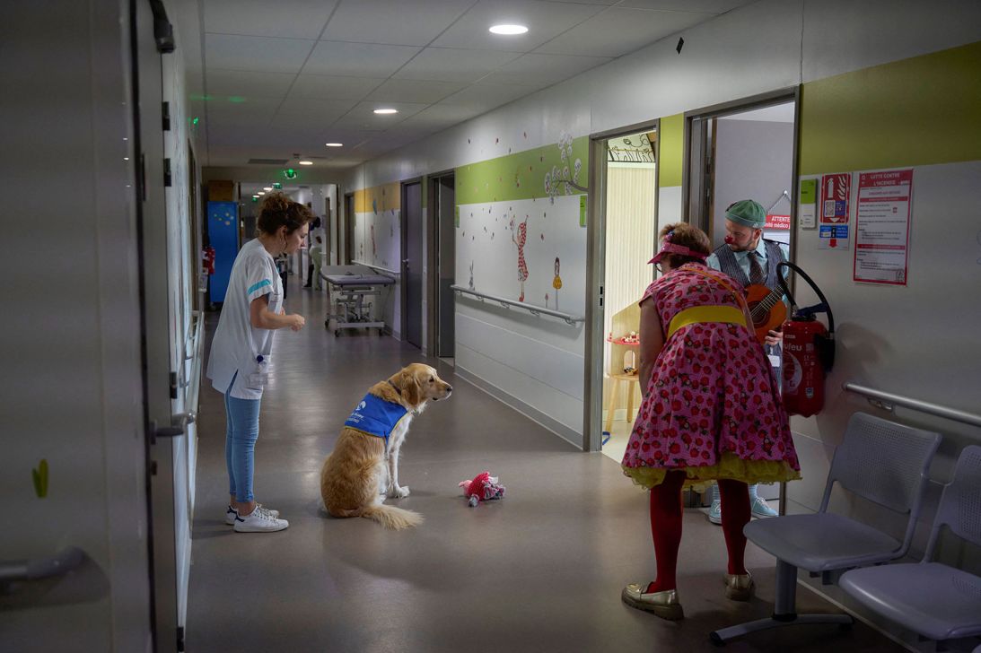 An assistance dog in a hospital unit for mistreated children at the CHU d'Orleans in Orleans, France, on October 16, 2024.