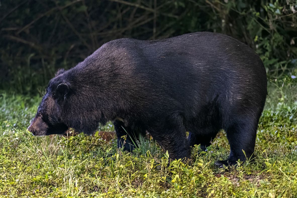 With a historic range stretching from Iran to Japan, the <a href="https://www.iucnredlist.org/fr/species/22824/166528664" target="_blank">Asiatic black bear’s</a> habitat is now fragmented and total population numbers are unknown. According to the IUCN, Thailand is one of the only nations to conduct a rigorous population census for the species, estimating 8-29 bears per 100 square kilometers (39 sq. miles) in Khao Yai National Park in DPKY-FC, where the population is thought to be stable.