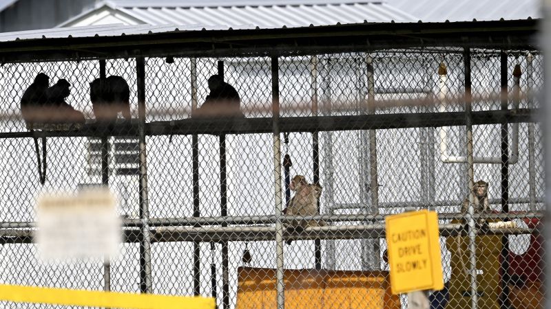 All the monkeys that escaped from a South Carolina research facility have been recaptured