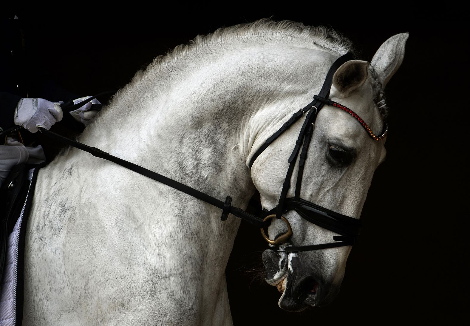 TOPSHOT - A Purebred Spanish horse is pictured at the Sicab 2024 International Horse Show in Seville, on November 21, 2024. Sicab 2024 International Horse Show, the largest equestrian event around the Purebred Spanish Horse in the world, marks its 34th edition this year. (Photo by CRISTINA QUICLER / AFP) (Photo by CRISTINA QUICLER/AFP via Getty Images)