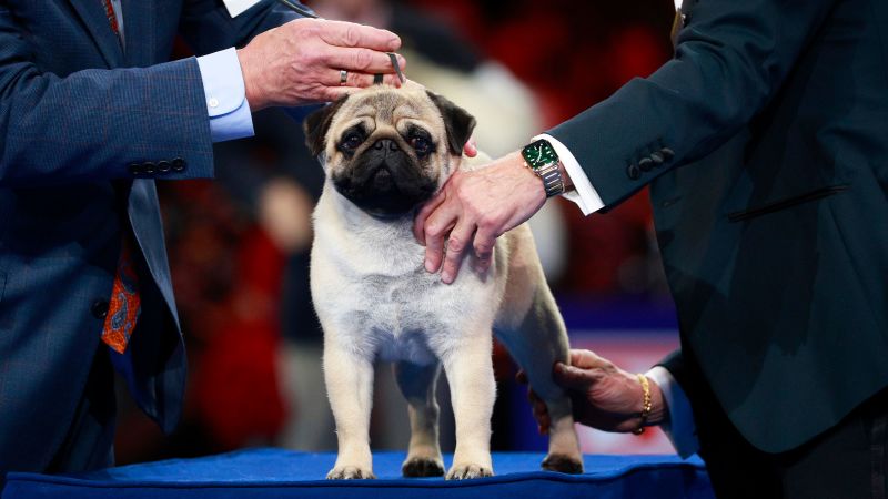 Pug Vito Crowned Champion at National Dog Show