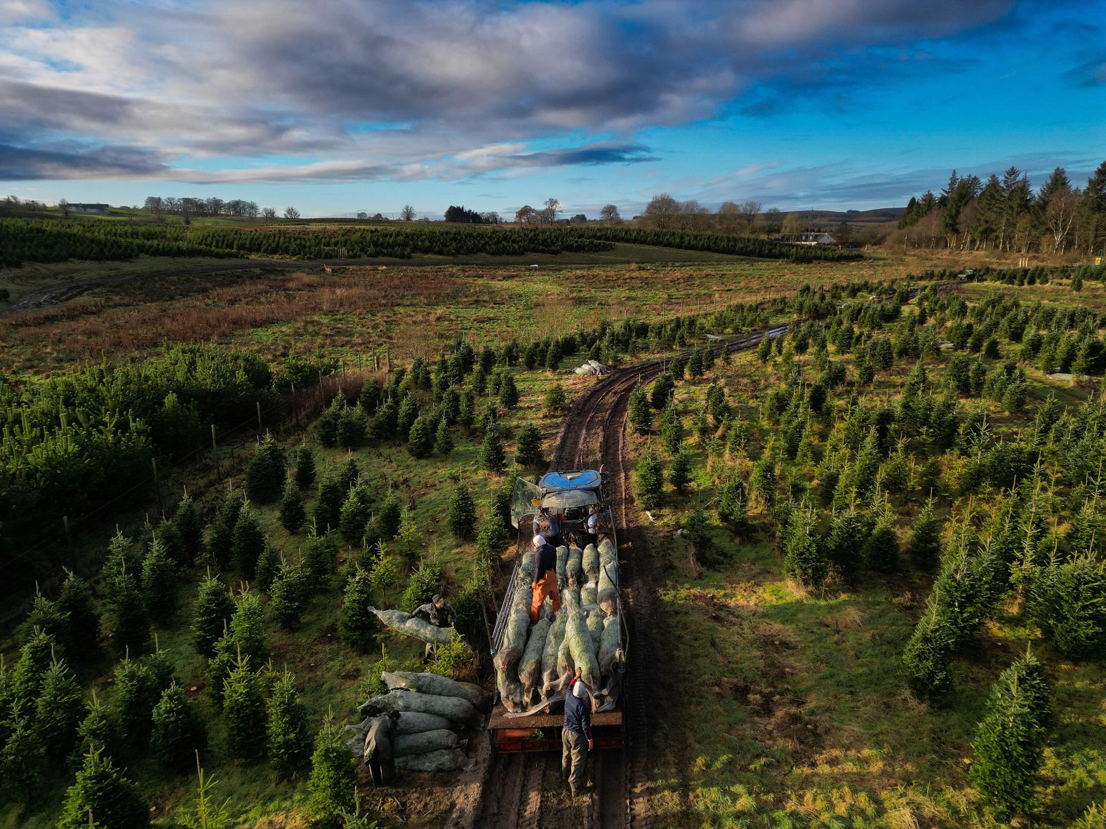 BUCHLYVIE, SCOTLAND - NOVEMBER 26: In this aerial view workers at Duff Christmas tree farm Wester Auchentroig harvest this year's crop of Christmas trees as they prepare for the festive season on November 26, 2024 in Buchlyvie, Scotland. According to the British Christmas Tree Growers Association, its 300 members across the UK sell approximately 5 million trees per year, during the festive season. (Photo by Jeff J Mitchell/Getty Images)