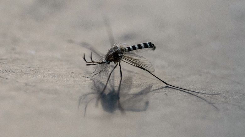 A mosquito (Aedes aegypti) is pictured on a surface in Mexico City on December 2, 2024. (Photo by Yuri CORTEZ / AFP) (Photo by YURI CORTEZ/AFP via Getty Images)