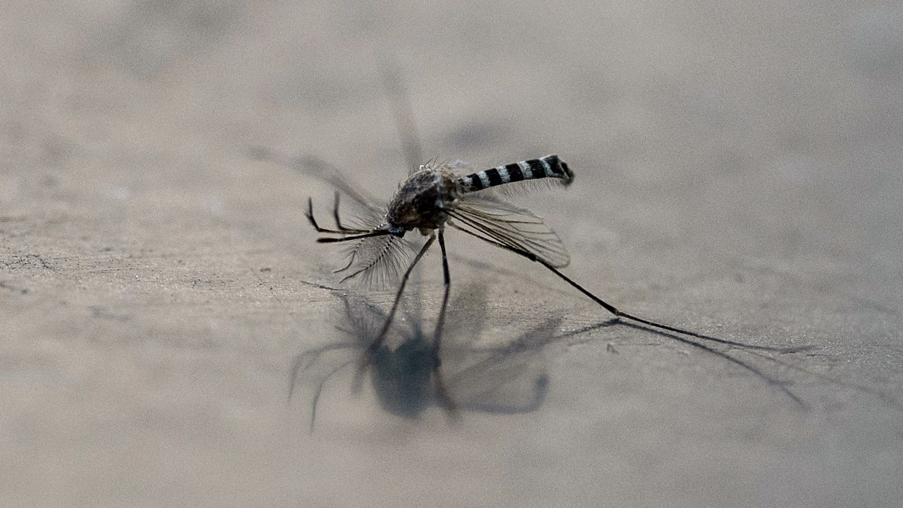 A mosquito (Aedes aegypti) is pictured on a surface in Mexico City on December 2, 2024. (Photo by Yuri CORTEZ / AFP) (Photo by YURI CORTEZ/AFP via Getty Images)