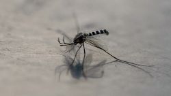 A mosquito (Aedes aegypti) is pictured on a surface in Mexico City on December 2, 2024. (Photo by Yuri CORTEZ / AFP) (Photo by YURI CORTEZ/AFP via Getty Images)