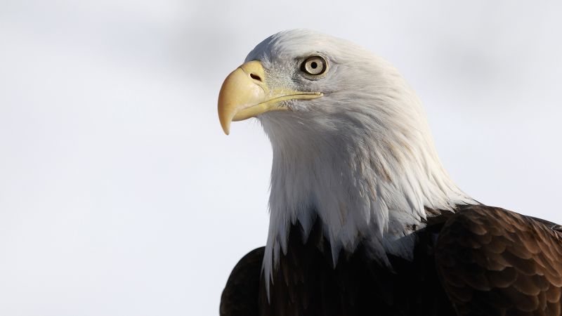 Biden signs a bill officially making the bald eagle the national bird of the US