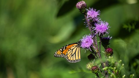 A monarch butterfly drinks nectar from a flower in the Pollinator Habitat bed near the Chicago Park District storehouse on Aug. 7, 2024.