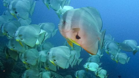 This photo taken on December 5, 2024 shows a school of batfish in the Similan Islands in the Andaman Sea off Thailand's Phang Nga province. (Photo by Sebastien BERGER / AFP) (Photo by SEBASTIEN BERGER/AFP via Getty Images)
