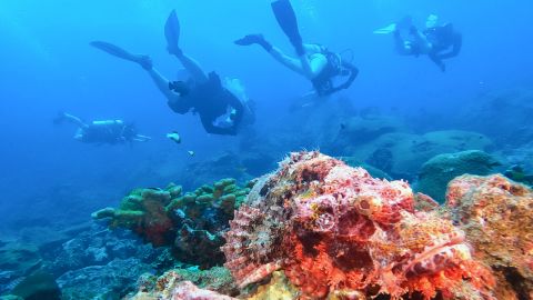 This photo taken on December 5, 2024 shows scuba divers swimming next to a stonefish in the Similan Islands in the Andaman Sea off Thailand's Phang Nga province. (Photo by Sebastien BERGER / AFP) (Photo by SEBASTIEN BERGER/AFP via Getty Images)