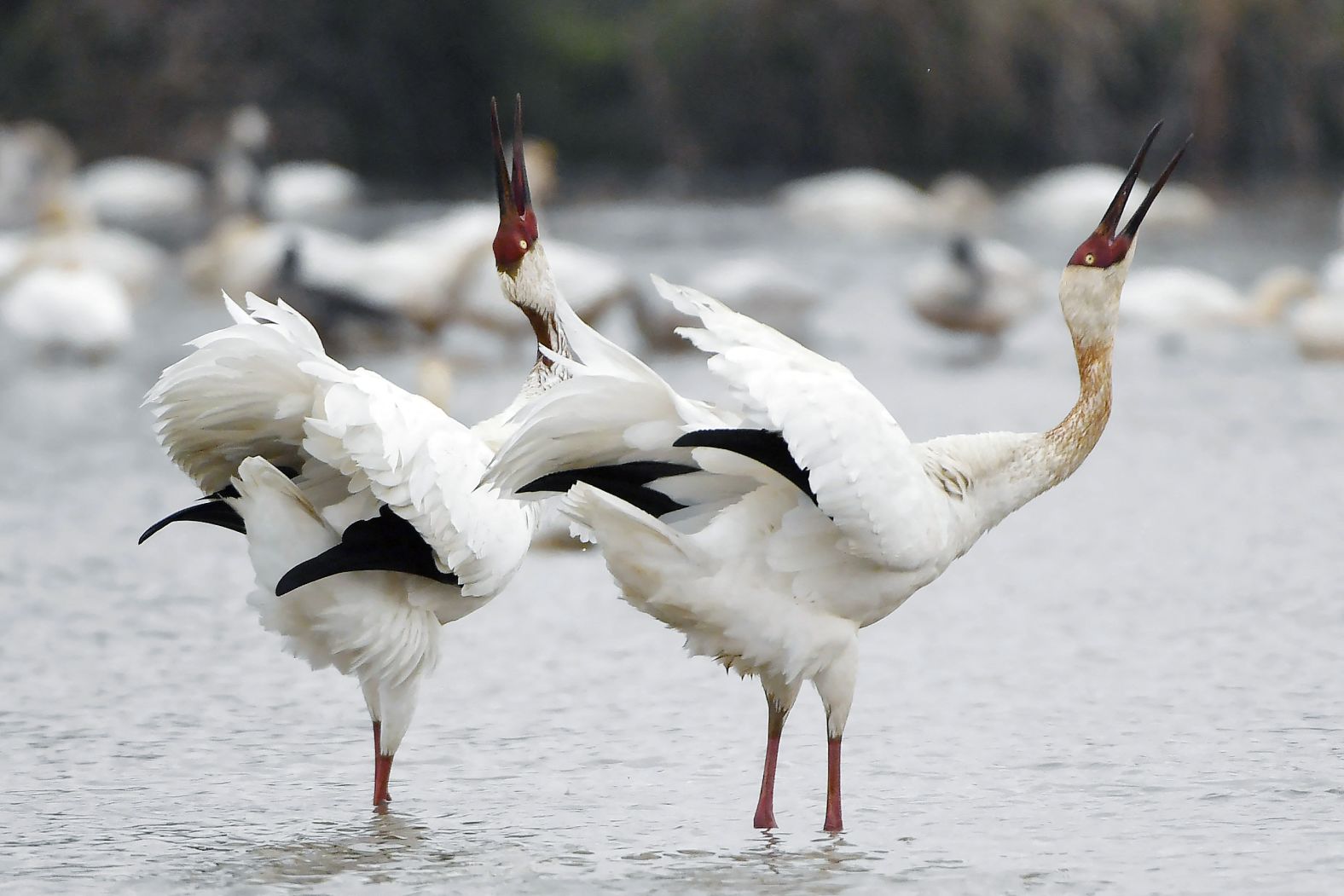 Mated pairs perform duets with each other, known as unison calls, which strengthens their bond and helps to defend their territory. While they sometimes form small flocks throughout winter, they are generally territorial and stay in pairs during the breeding season.