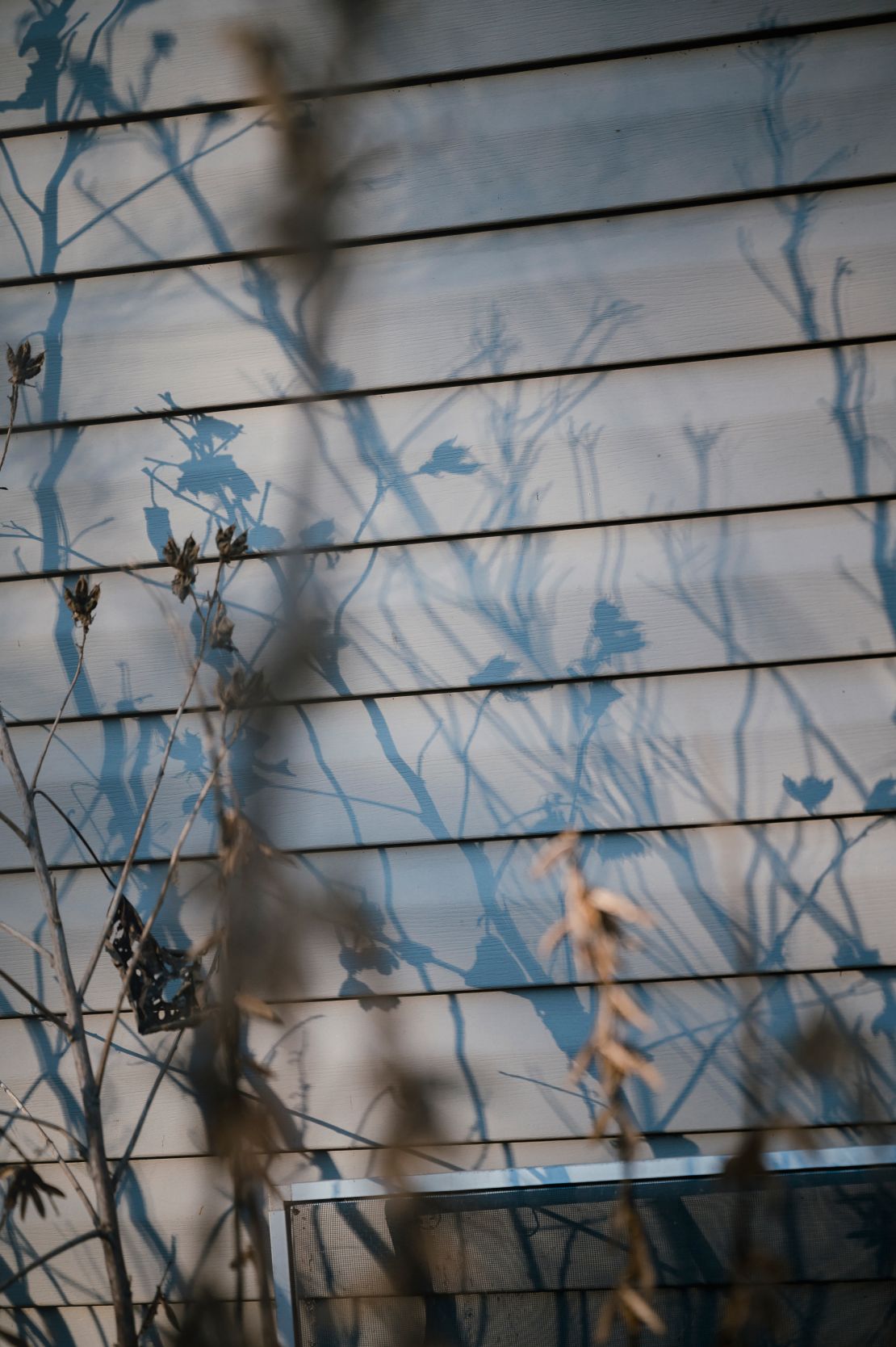 Shadows of flowers on a house in Swannanoa, North Carolina, on December 8.