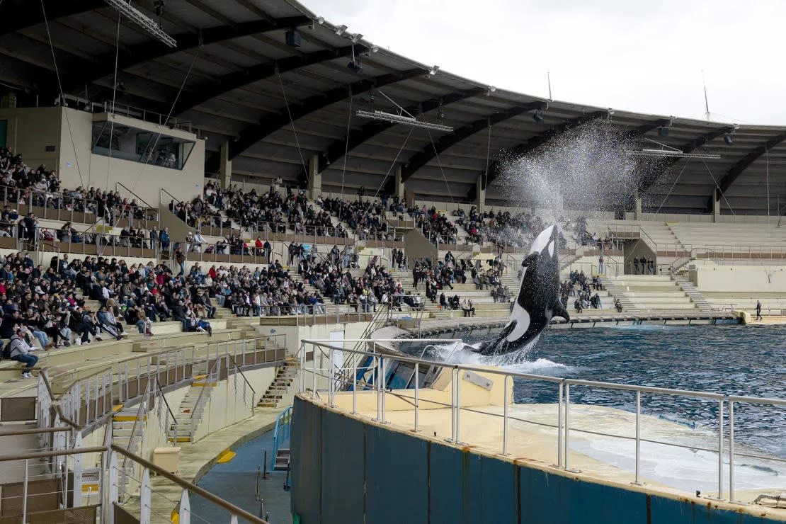 Los legisladores franceses aprobaron la prohibición de espectáculos con ballenas y delfines en 2021.