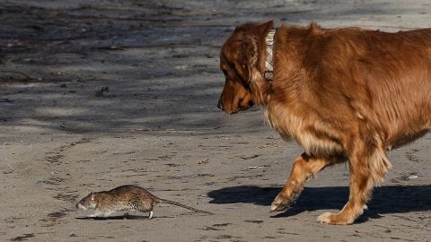A golden retriever checks out a giant rat at Trinity Bellwoods Park in Toronto on January 7.