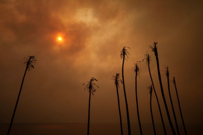 Palm trees are burned from the Palisades Fire in Malibu.