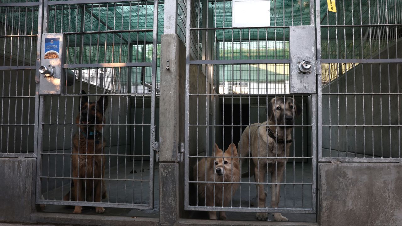 PASADENA, CALIFORNIA - JANUARY 10: Dogs being sheltered at the Pasadena Humane Society look out from their kennels on January 10, 2025 in Pasadena, California. Hundreds of pets have been displaced by the Eaton Fire and many residents have had to shelter their pets at the Pasadena Humane Society. The Eaton Fire has grown to over 13,000 acres and has destroyed over 5,000 homes and businesses. Five people have lost their lives in the fire. (Photo by Justin Sullivan/Getty Images)