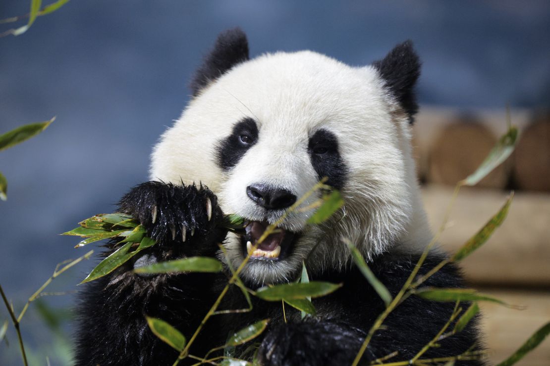 Los pandas gigantes son otro de los casos de éxito de conservación más sonados: en 2016, la IUCN dejó de considerarlos en peligro de extinción, una decisión que <a href="https://www.cnn.com/2021/07/09/asia/china-giant-pandas-endangered-scli-intl-scn/index.html">desde entonces ha ratificado</a> China, que pasó más de medio siglo intentando aumentar la población de sus famosos animales creando extensas reservas en varias cadenas montañosas.