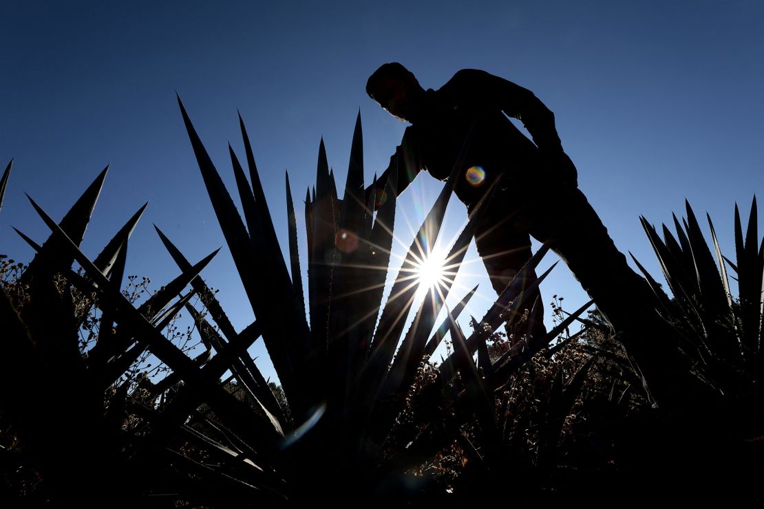 An agave producer checks on the raw material for tequila production at the outskirts of the municipality of Tepatitlan, Mexico, in February.