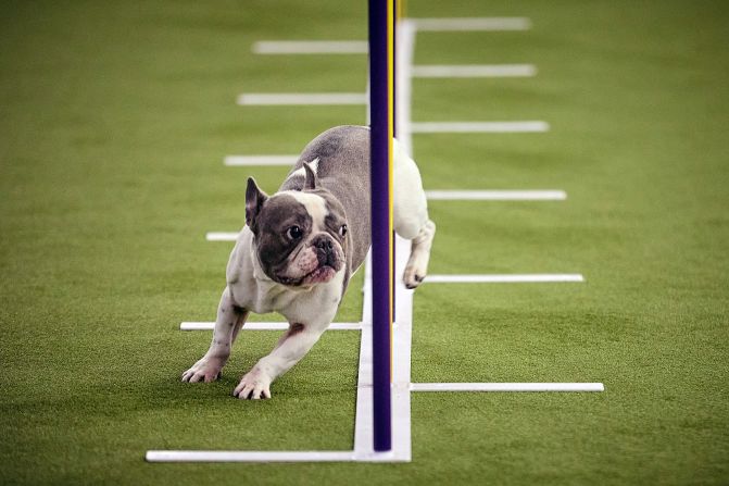 A dog runs during an agility competition on Saturday, February 8.