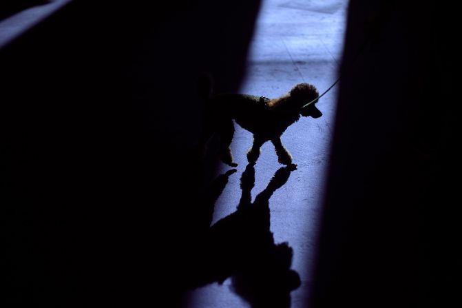 A handler walks a poodle on Saturday.