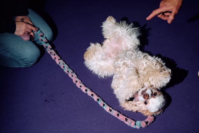 A cocker spaniel rolls over on Saturday.