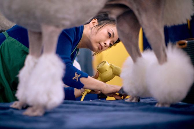 A handler grooms a poodle on Monday.