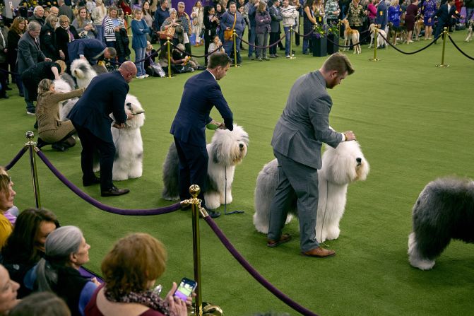 Old English sheepdogs compete on Monday.