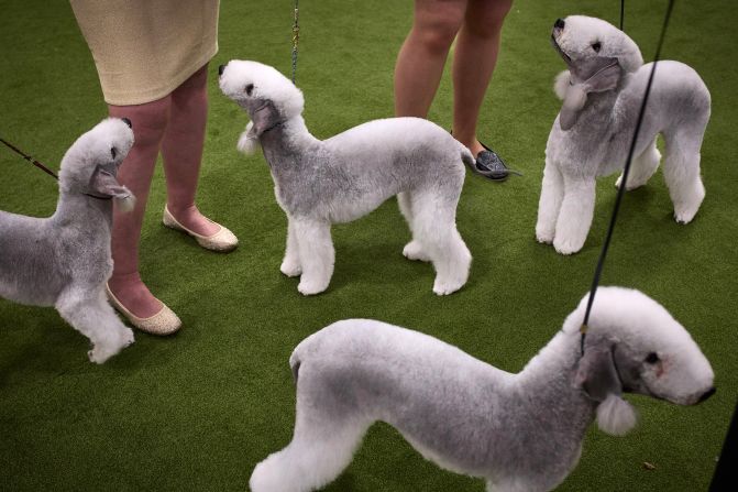 Bedlington terriers are grouped together on Tuesday.