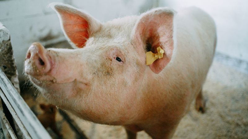 For the first time, a genetically modified pig lung was transplanted into a brain-dead man | CNN