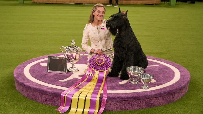 In pictures: The 149th Westminster Kennel Club Dog Show | CNN