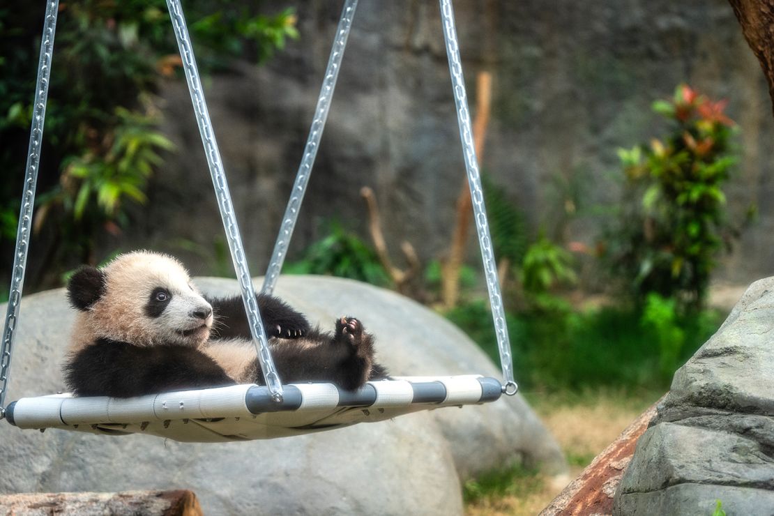 The twin panda cubs are seen at an enclosure in Ocean Park in Hong Kong.