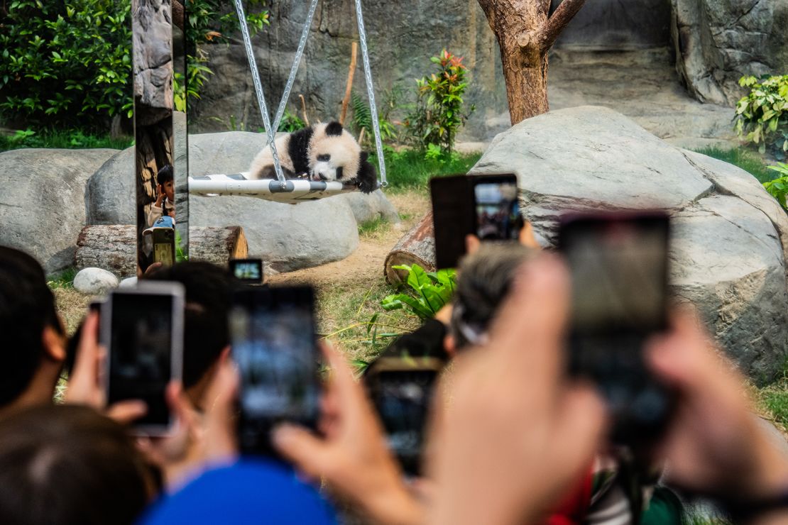 The twin panda cubs were born in August in Hong Kong.