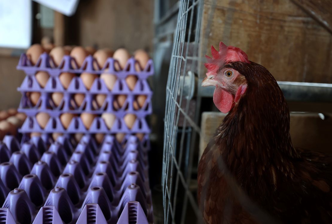 A chicken stands next to stacks of eggs in a henhouse at Sunrise Farms on February 18, 2025 in Petaluma, California. After losing 550,000 chickens to avian flu in December 2023, it took Sunrise Farms over a year to rebuild their flock.