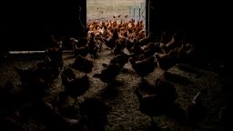 ISA Brown chickens at an egg farm in Mason, Michigan, US, on Monday, March 3, 2025. Egg prices have soared to a record of over $8 a dozen, driven by the worst-ever outbreak of avian flu in the US and contributing to broader inflation pressures. Photographer: Emily Elconin/Bloomberg via Getty Images