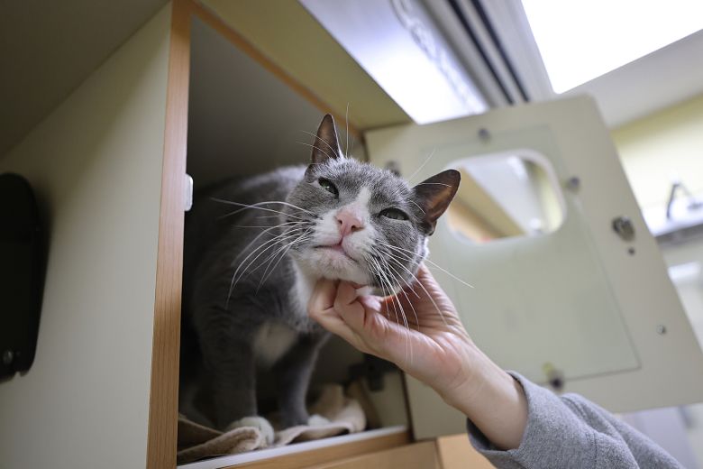 Bustah the cat, who was surrendered to the Animal Rescue League of Boston Dedham branch, in a March 6 photo.
