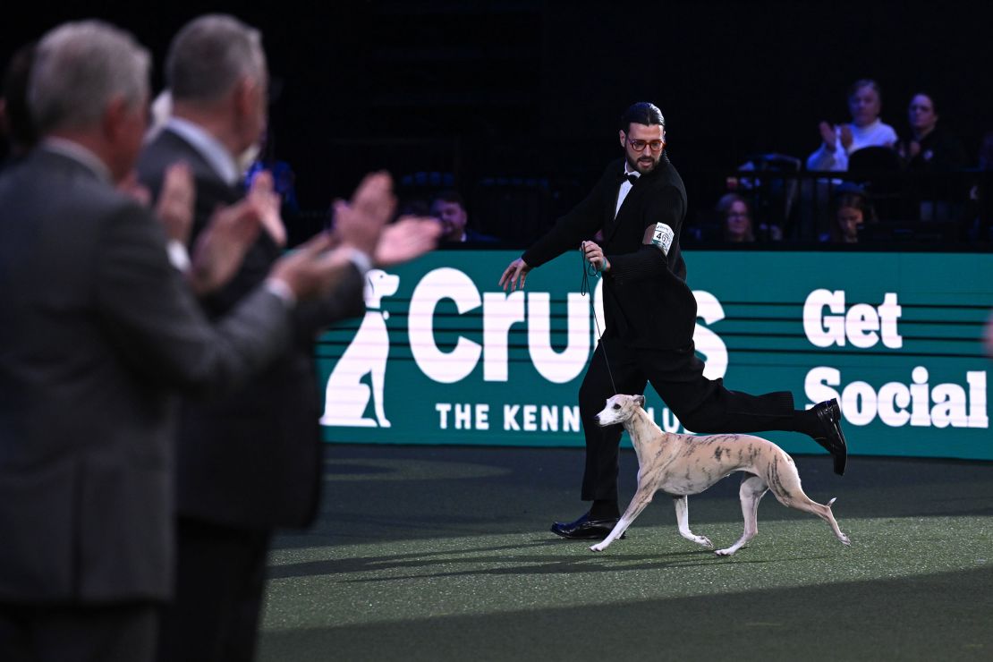 Miuccia, pictured running around the arena with her handler, Giovanni Liguori