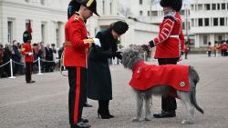 LONDON, ENGLAND - MARCH 17: Catherine, Princess of Wales meets regimental mascot Turlough Mór, Irish Wolfhound and his handler Drummer Joseph Aldridge during the 2025 Irish Guards' St. Patrick's Day Parade at Wellington Barracks on March 17, 2025 in London, England. Catherine, Princess of Wales attends the parade as Colonel of the Regiment. (Photo by  Eddie Mulholland - WPA Pool/Getty Images)
