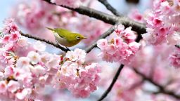 TOKYO, JAPAN - MARCH 18: A bird stands on a branch of a cherry blossom tree after a snowfall on March 18, 2025 in Tokyo, Japan. (Photo by Zhu Yaozhong/VCG via Getty Images)