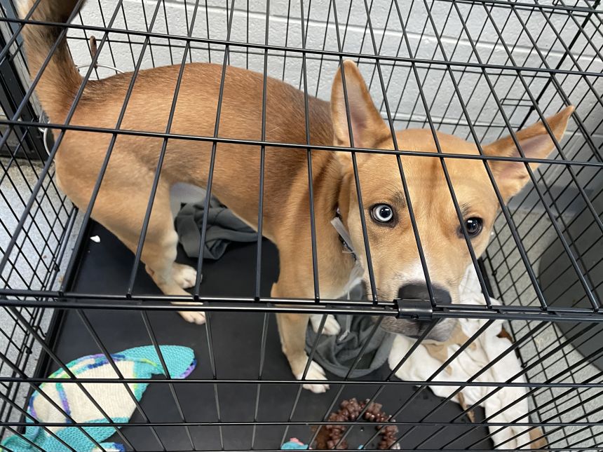 Animal shelters, such as the Animal Care Center in New York City, are struggling to manage the overwhelming number of animals in their care waiting to be adopted. This dog is placed in a temporary cage in a hallway until space is available in a dog room.