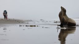 OXNARD, CALIFORNIA - MARCH 27: A stranded California sea lion suffering from suspected domoic acid poisoning cranes its head on the beach, before being rescued by CIMWI (Channel Islands Marine & Wildlife Institute) volunteers, on March 27, 2025 in Oxnard, California. Domoic acid poisoning sometimes causes sea lions to crane their heads in an upward “stargazing” motion. Hundreds of sea lions and over 100 dolphins, along with birds, are suspected to have been poisoned from eating fish which ingested toxic algae along the Southern California coastline in recent weeks. This is the fourth consecutive year of a domoic acid harmful algal bloom event along the coast of Southern California. (Photo by Mario Tama/Getty Images)