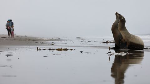 OXNARD, CALIFORNIA - MARCH 27: A stranded California sea lion suffering from suspected domoic acid poisoning cranes its head on the beach, before being rescued by CIMWI (Channel Islands Marine & Wildlife Institute) volunteers, on March 27, 2025 in Oxnard, California. Domoic acid poisoning sometimes causes sea lions to crane their heads in an upward “stargazing” motion. Hundreds of sea lions and over 100 dolphins, along with birds, are suspected to have been poisoned from eating fish which ingested toxic algae along the Southern California coastline in recent weeks. This is the fourth consecutive year of a domoic acid harmful algal bloom event along the coast of Southern California. (Photo by Mario Tama/Getty Images)