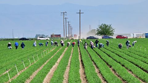 Farm workers labor in the fields south of Bakersfield, in Kern County, California's breadbasket, on April 9, 2025. As President Donald Trump's sweeping global tariffs took effect this weekend, US farmers hoping for a profit this year instead found themselves facing lower crop prices -- and the prospect of ceding more ground in foreign markets. US farms are losing the help of farmworkers as President Trump steps up mass deportations of undocumented workers after farmers in the US overwhelmingly voted for Trump. (Photo by Frederic J. BROWN / AFP) (Photo by FREDERIC J. BROWN/AFP via Getty Images)          