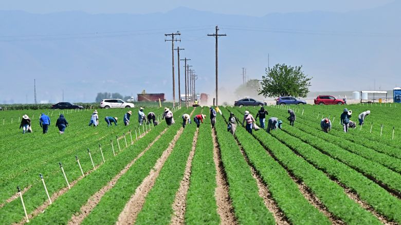 Farm workers labor in the fields south of Bakersfield, in Kern County, California's breadbasket, on April 9, 2025. As President Donald Trump's sweeping global tariffs took effect this weekend, US farmers hoping for a profit this year instead found themselves facing lower crop prices -- and the prospect of ceding more ground in foreign markets. US farms are losing the help of farmworkers as President Trump steps up mass deportations of undocumented workers after farmers in the US overwhelmingly voted for Trump. (Photo by Frederic J. BROWN / AFP) (Photo by FREDERIC J. BROWN/AFP via Getty Images)          