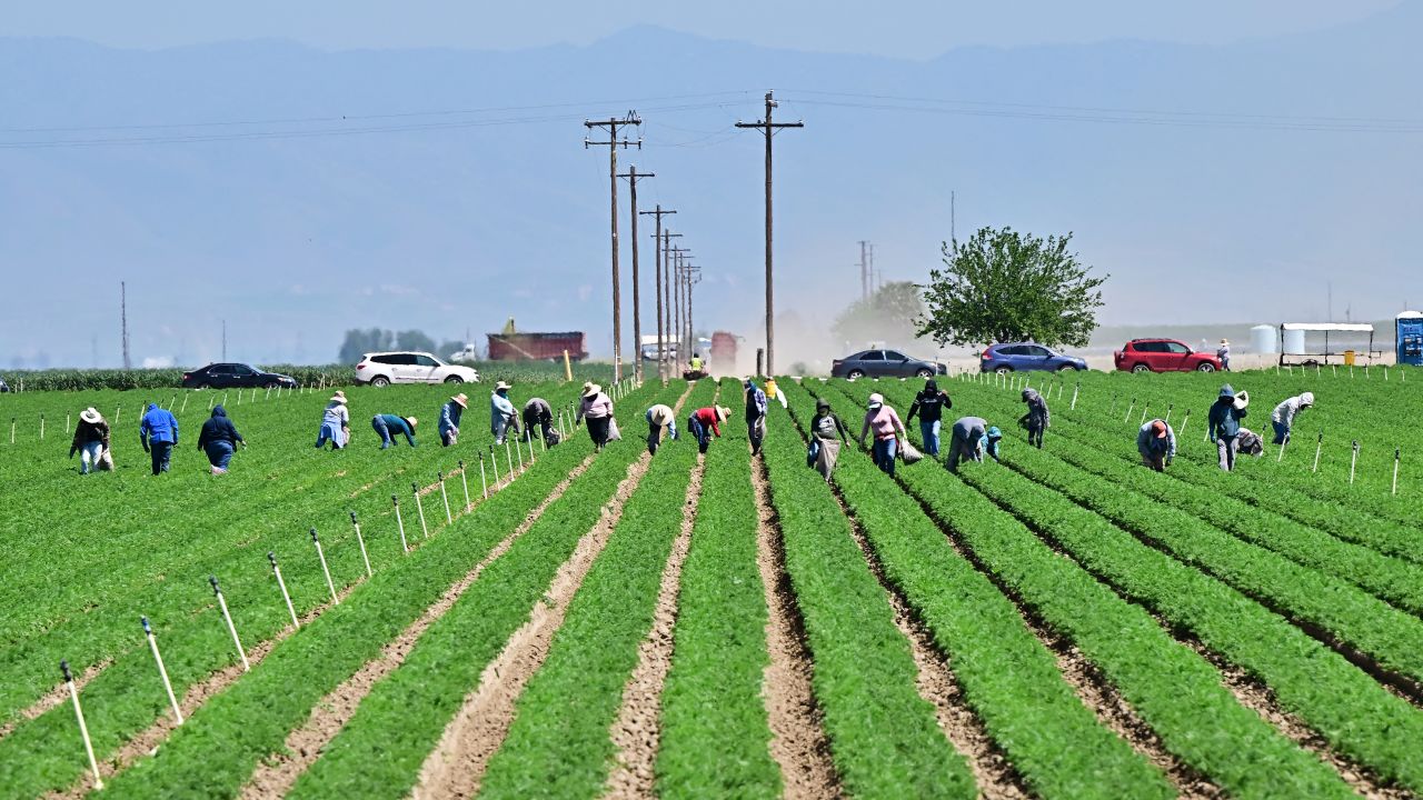 Farm workers labor in the fields south of Bakersfield, in Kern County, California's breadbasket, on April 9, 2025. As President Donald Trump's sweeping global tariffs took effect this weekend, US farmers hoping for a profit this year instead found themselves facing lower crop prices -- and the prospect of ceding more ground in foreign markets. US farms are losing the help of farmworkers as President Trump steps up mass deportations of undocumented workers after farmers in the US overwhelmingly voted for Trump. (Photo by Frederic J. BROWN / AFP) (Photo by FREDERIC J. BROWN/AFP via Getty Images)          