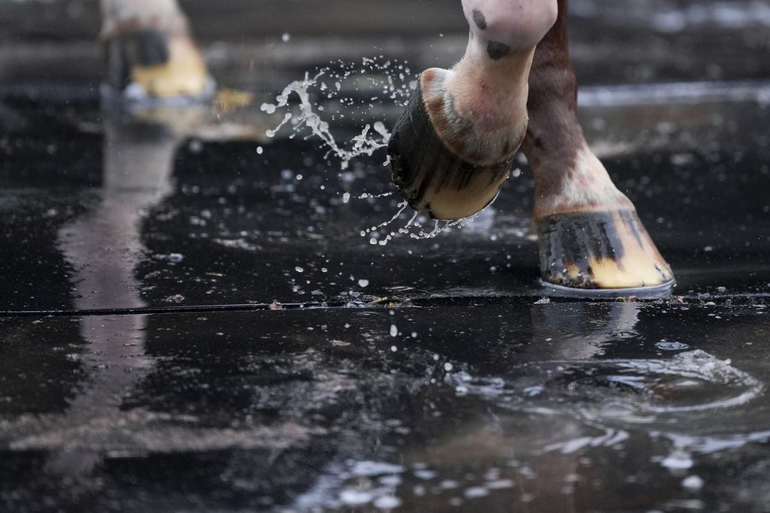 Hooves splash as a horse is being washed after a training session at Churchill Downs.