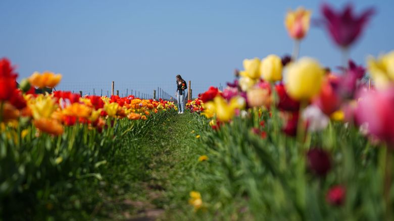 NIAGARA-ON-THE-LAKE, CANADA - MAY 7 : People visit tulip pick farm as they enjoy the sun in Niagara-on-the-Lake, Ontario, Canada on May 7, 2025. (Photo by Mert Alper Dervis/Anadolu via Getty Images)