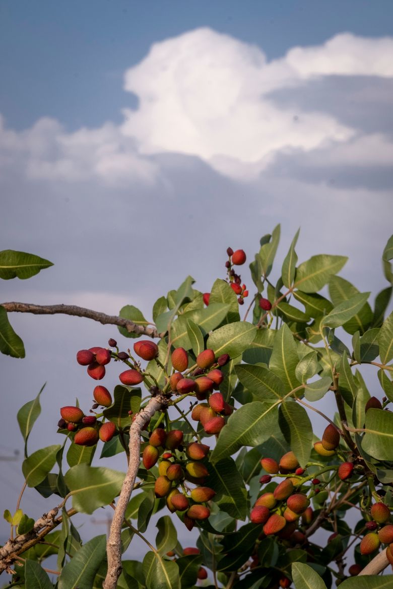 Pistachios grow on a tree in Sirjan, Kerman province, Iran, in May 2025.