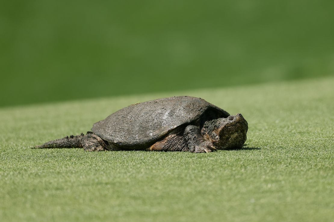 Turtles wreaked havoc on the course Thursday, causing delays.