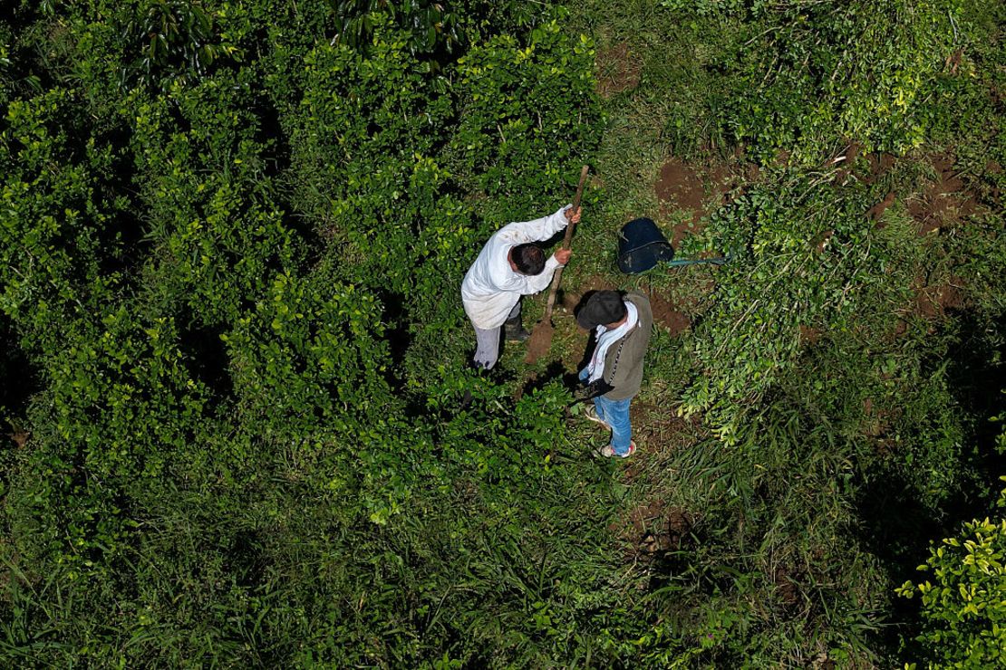 Aerial view of the farmers of coffee and coca leaf, Nicolás and Alirio Caicedo, tearing coca plants from the land while transforming a coca plantation into a coffee plantation in Algeria, department of Cauca, Colombia, on May 6, 2025.